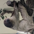 Schwerin - Zoo - Faultier Amy