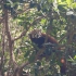 Loro Parque
