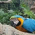Loro Parque