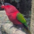 Loro Parque