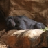Loro Parque