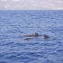 Los Gigantes