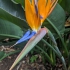 Puerto de la Cruz - Jardín Botánico