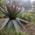Puerto de la Cruz - Jardín Botánico