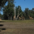 Dubbo - Western Plains Zoo