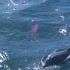 Port Stephens - Dolphin Watch