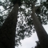 Atherton Tablelands - Twin Kauri Pines