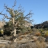 Joshua Tree National Park - Hidden Valley