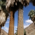 Joshua Tree National Park - 49 Palms Oasis